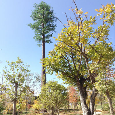 15m 35m Pine Tree Cell Phone Tower Camouflaged Communication